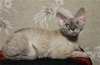фото Мейн-кун    питомник кошек Florans