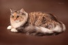          Iz Lunnoy Serenady*BY