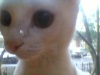 фото Британская кошка    питомник кошек мурзик-мур-мур