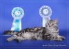 фото Британская кошка   Британская  длинношерстная питомник кошек Gentle Tigers