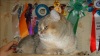 фото Селкирк рекс питомник кошек From GerOst