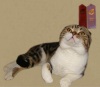 фото Британская кошка,Британская длинношерстная, Девон-рекс питомник кошек MON SHERI