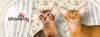 фото Абиссинская кошка питомник кошек SHADEABY питомник абиссинской кошек