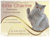  Elite Charme. ���������� �����   