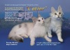фото Турецкая ангорская    питомник кошек Catlar