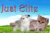  Just-Elite(�����-����). ���������� ����� ����������� ���������