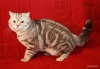фото Британская кошка     БравоБРИ