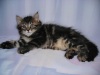 фото Британская кошка Скотиш фолд Скотиш страйт  питомник кошек Charoit - питомник  сибирских кошек