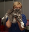фото Британская кошка    питомник кошек Tri-D