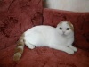 фото Британская кошка питомник кошек Бонифаций & Д