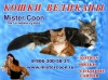 фото  питомник кошек Mister Coon-питомник мейн кунов.кошек-великаноd