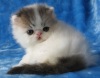 фото Донской сфинкс   Девон рекс питомник кошек Базилик