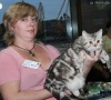 фото Британская кошка    питомник кошек SUVEREN