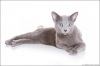 фото Британская кошка    питомник кошек Swaldiphary