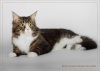 фото Мейн-кун питомник кошек Natural Charm