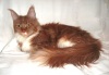 фото Ориентальная кошка питомник кошек SHANTI