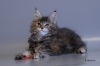 фото Абиссинская кошка питомник кошек Volga-coon