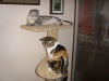 фото Курильский бобтейл Бенгальская кошка   питомник кошек РИЧМОНД