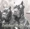  Golden Moloss. ���� �����   