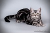 фото Американская короткошерстная питомник кошек Artemisiacat