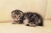 фото Мейн-кун    питомник кошек Adagio-fold