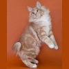 фото Мейн-кун Европейская короткошерстная питомник кошек Happy Hunter
