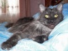фото Канадский сфинкс    питомник кошек OKA COON*RU