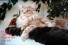 фото Шотландская вислоухая Скотиш фолд Скотиш страйт питомник кошек Excellent Coon