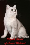 фото Тайская кошка питомник кошек AMOUR MATERNEL