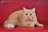 фото Британская кошка питомник кошек Lakli. Питомник британских кошек