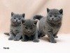 фото Британская кошка питомник кошек TAGALISS-питомник британских кошек