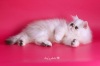 фото Персидская кошка Экзотическая кошка Британская кошка  питомник кошек USLADA