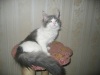  ������������ �������� British Shorthair & Main-Coon. 