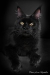 фото Мейн-кун Мейн-кун Мейн-кун питомник кошек Raksi Line*RU