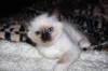 фото Cвященная бирма питомник кошек Blu Zafiro