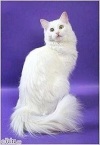фото Ангорская кошка  Питомник турецкой ангоры "Anamur"