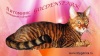 фото Абиссинская кошка Британская кошка   питомник кошек GOLDENSPARK