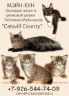      - "Catsvill County" - -  !!!. -