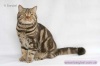фото Абиссинская кошка питомник кошек "Barybal" *UA - чистокровные британские кошки