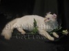 фото Американская короткошерстная Британская кошка питомник кошек Blan de Blan