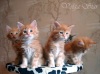 фото Ориентальная Сиамская   питомник кошек Volga Star