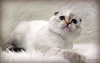 фото Шотландская вислоухая питомник кошек Milkaholic