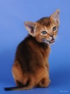 фото Абиссинская кошка    питомник кошек Sandy Lion