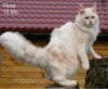 фото Бенгальская кошка Абиссинская кошка Тойгер  питомник кошек Olfert's Hof