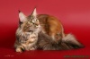 фото Мейн-кун    питомник кошек HillbillyCat