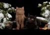 фото Шотландская вислоухая Скотиш страйт питомник кошек Jetstone