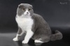 фото Канадский сфинкс    питомник кошек Celtwell