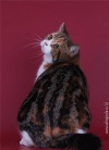 фото Британская кошка питомник кошек Surica BriLG