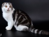 фото Восточная короткошерстная питомник кошек Питомник "Фейерверк"