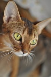 фото Абиссинская кошка питомник кошек Abymania